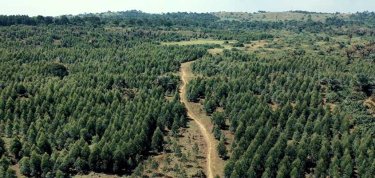 Plantation de 17 500 arbres en Ouganda