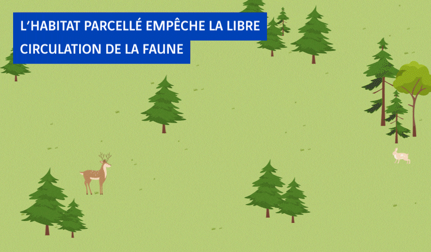 animation habitat parcellé