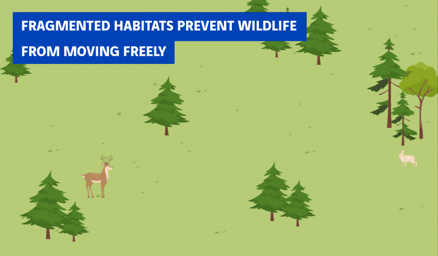 animation habitat parcellé