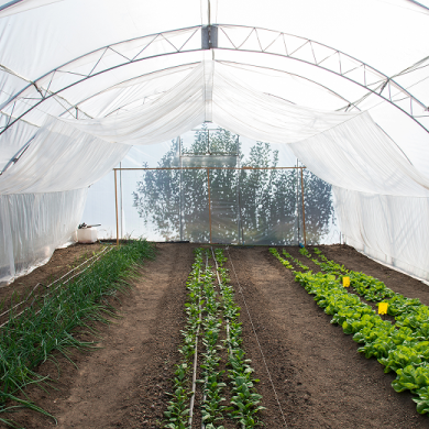 visuel ferme aquaponie en Jordanie
