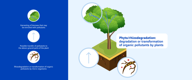 Shéma de la phyto rhizodégradation
