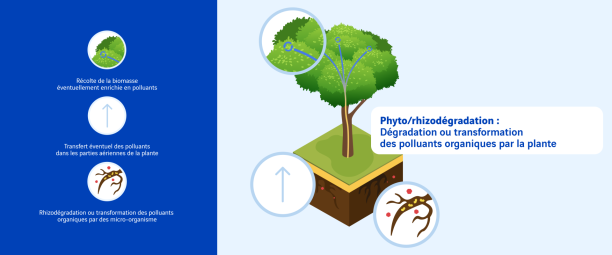 Phyto-rhizodegradation