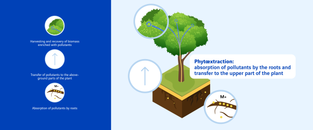 Shéma de phytoextraction