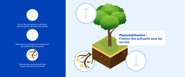 Phytostabilisation
