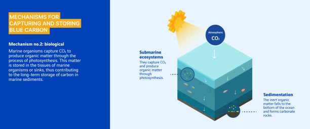 biological mechanism for capturing and storing blue carbon