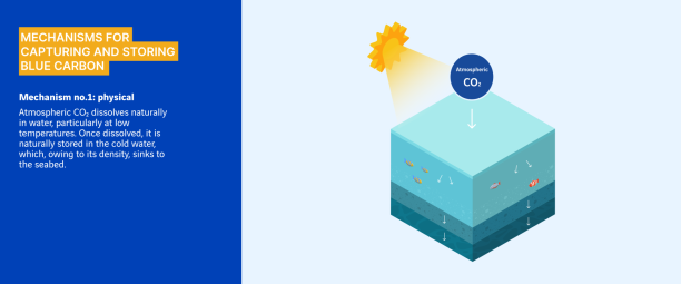 physical mechanism for capturing and storing blue carbon
