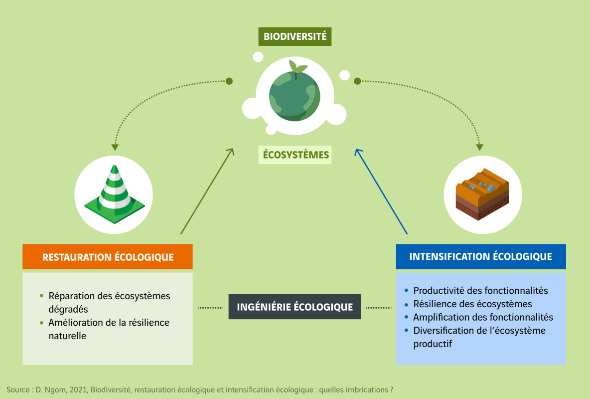 schéma génie écologique