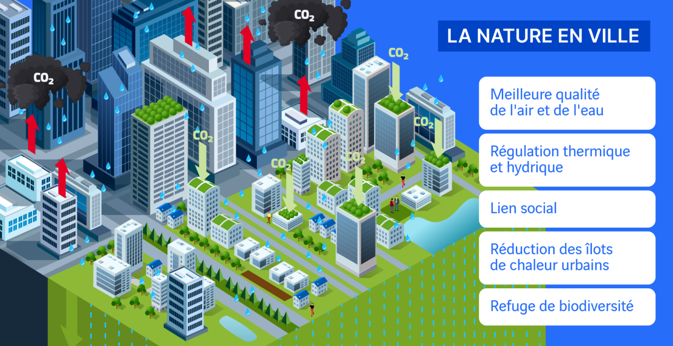 schéma la nature en ville