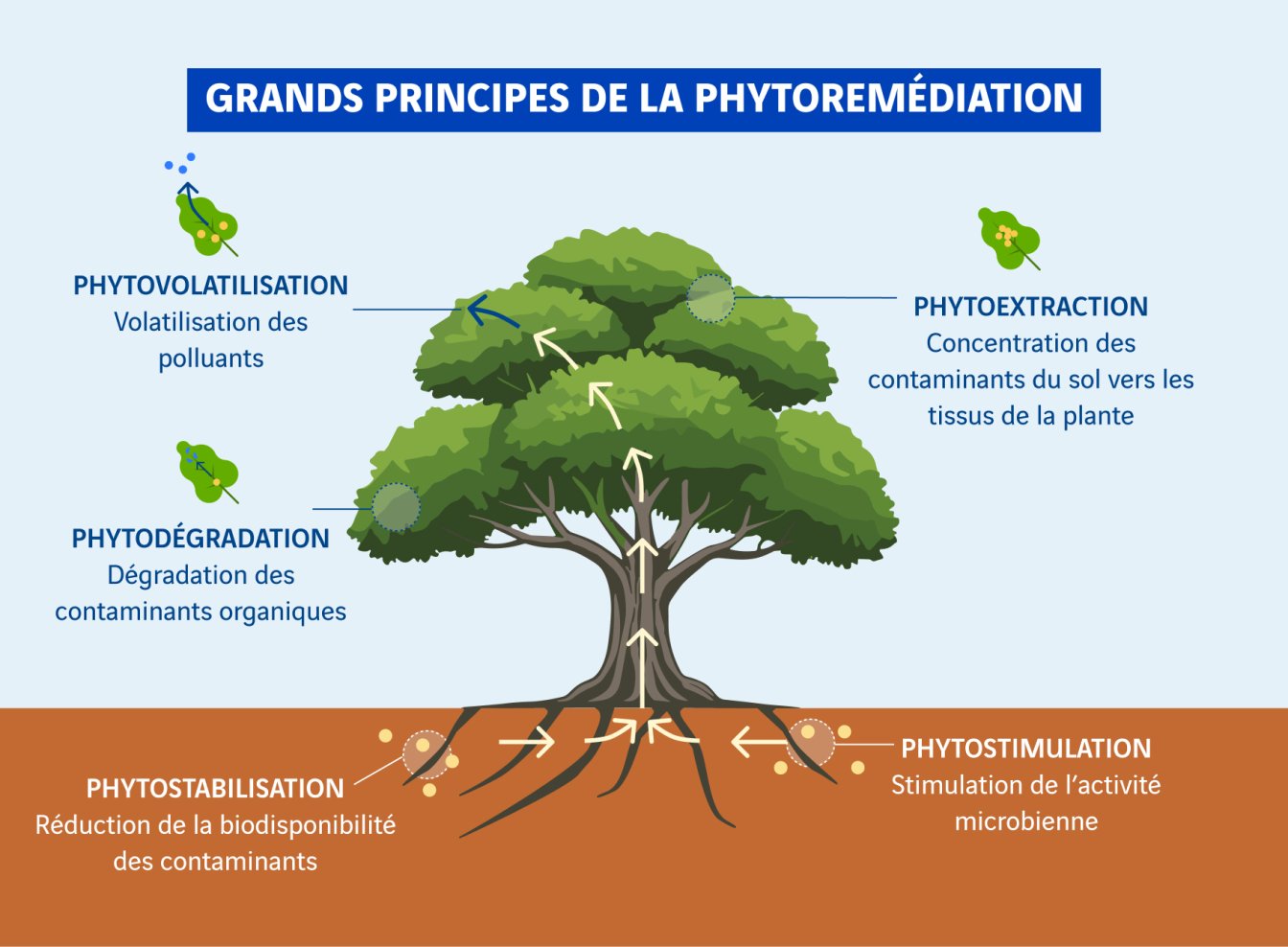 schéma principes de la phytoremédiation