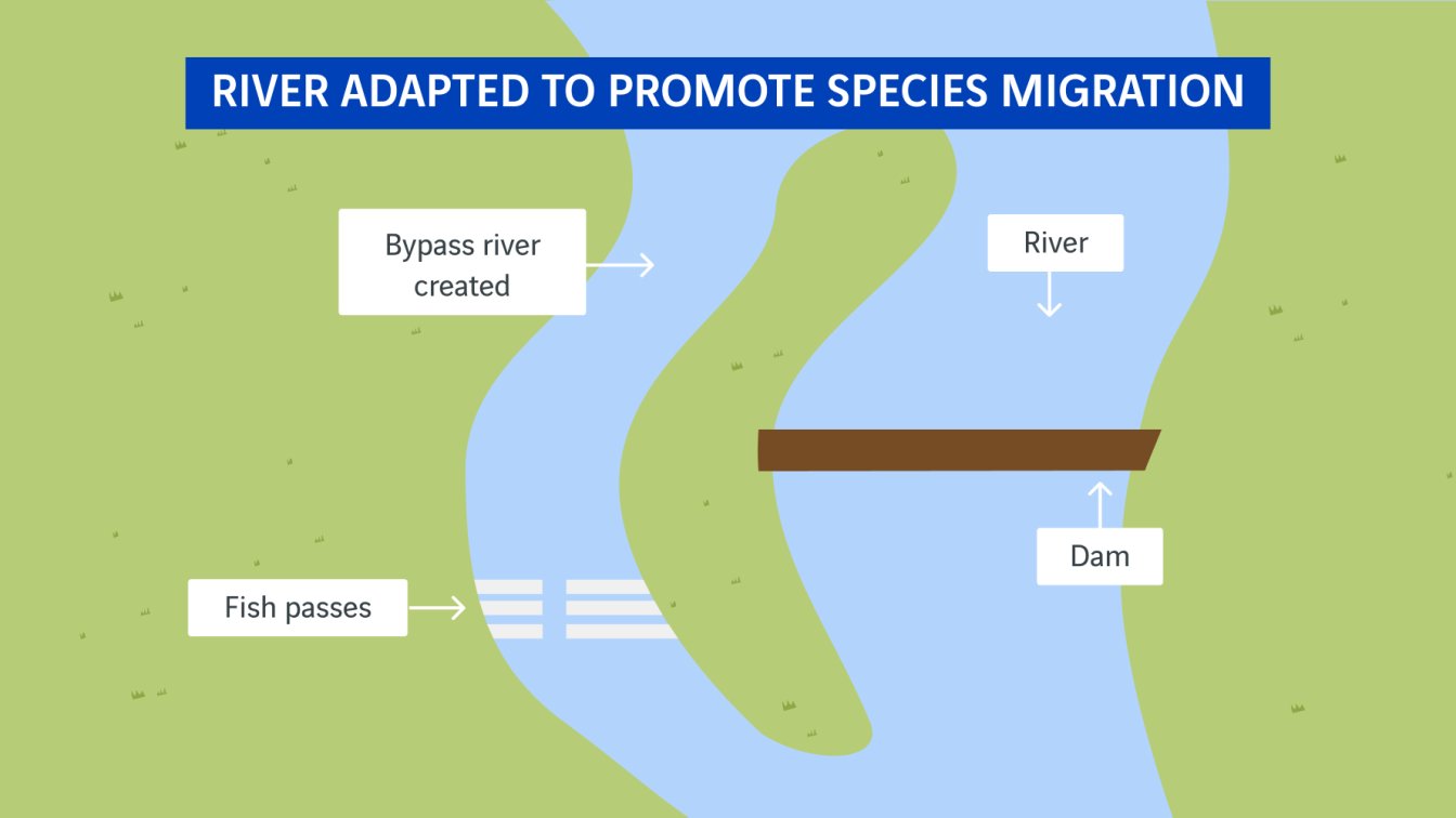 schéma rivière aménagée pour la migration des espèces