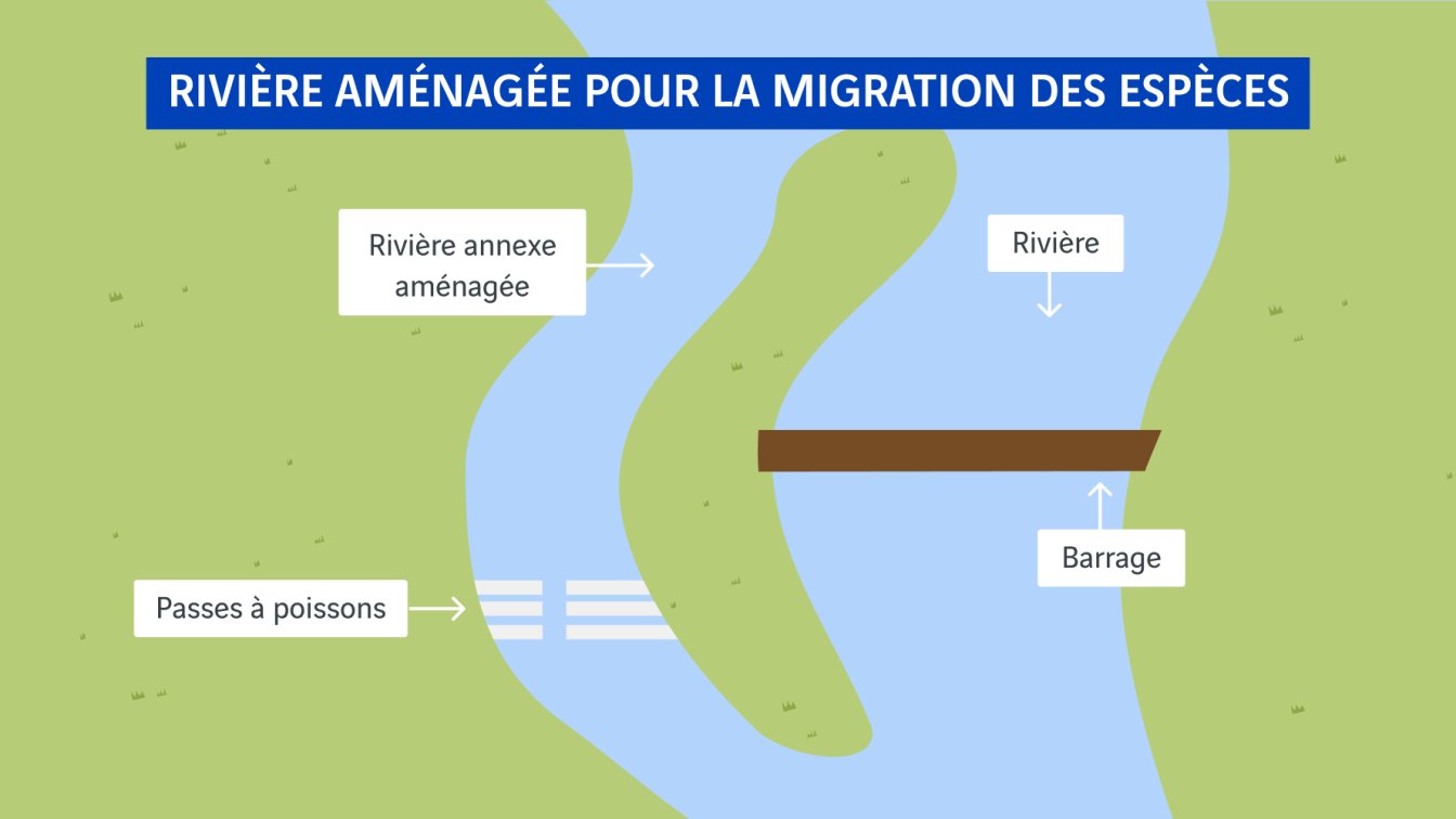 schéma rivière aménagée pour la migration des espèces
