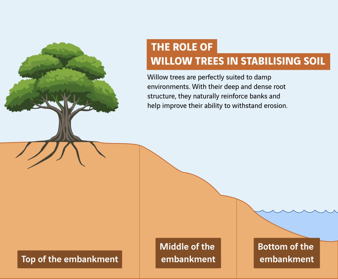 schéma rôle des saules