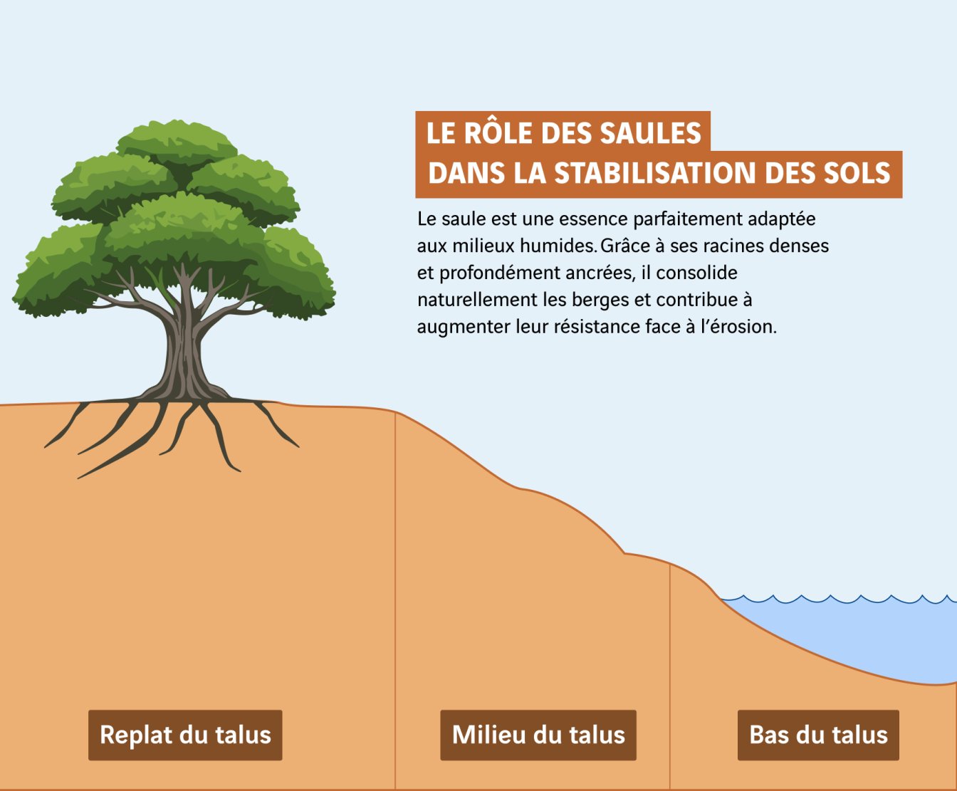 schéma rôle des saules