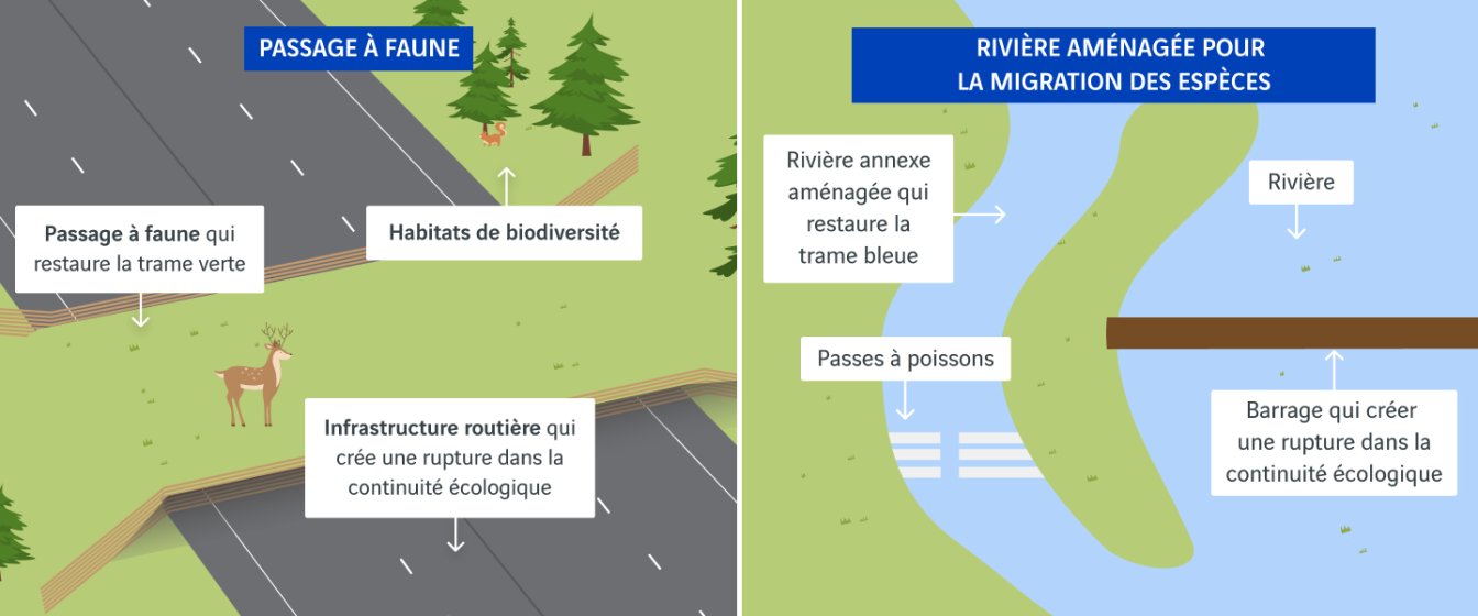 schéma passage à faune et passage à rivière