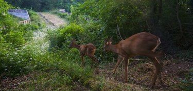 Préserver la diversité biologique : 250 passages pour la faune sur le réseau VINCI Autoroutes