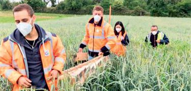 Réintroduction de grands hamsters d’Alsace dans leur milieu naturel