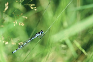 Protection de l’agrion de Mercure