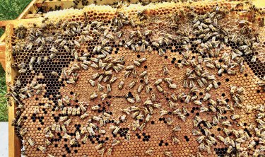Journée mondiale des abeilles