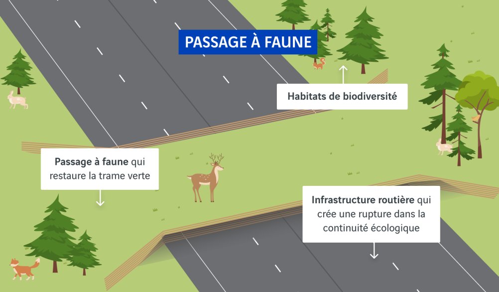 schéma passage à faune