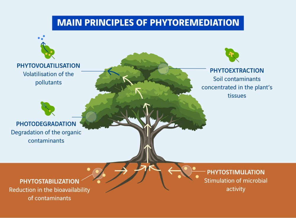 schéma principes de la phytoremédiation