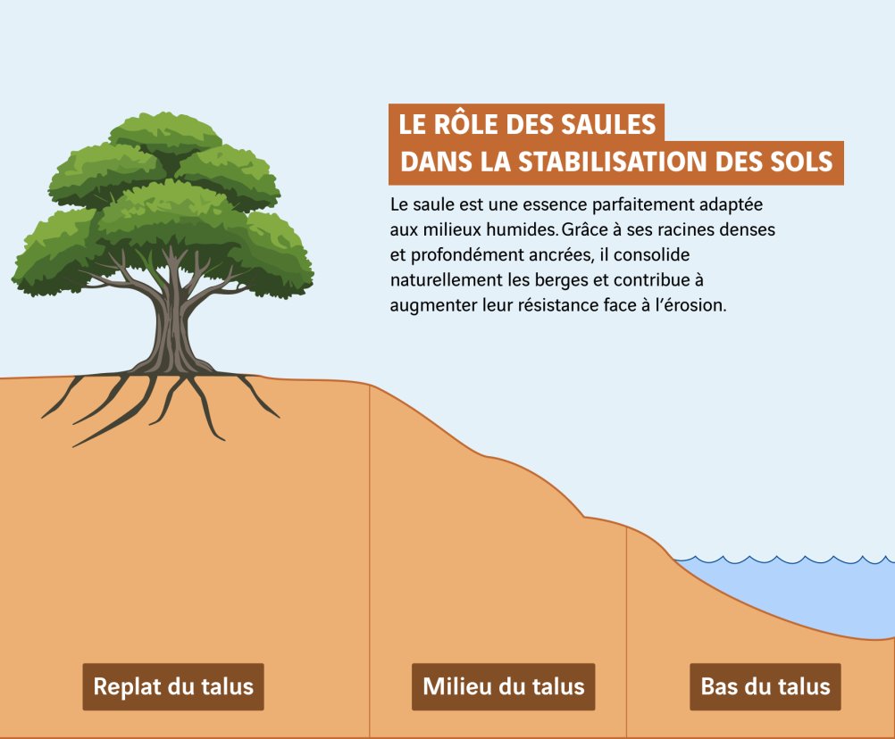 schéma rôle des saules