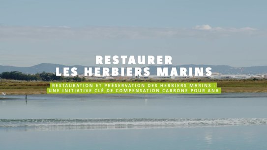 Restaurer les herbiers marins