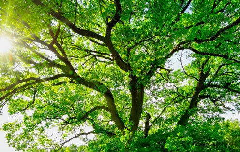 Sequestration carbone par la nature