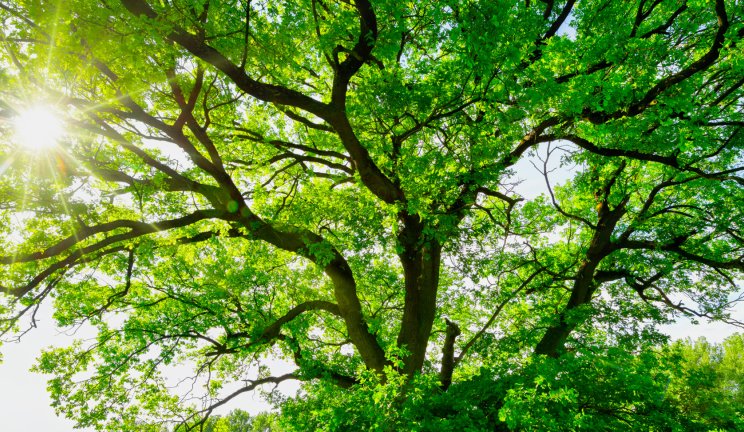 Sequestration carbone par la nature