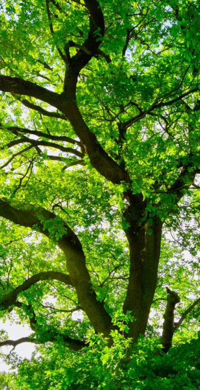 Sequestration carbone par la nature